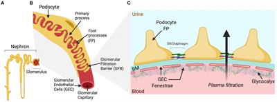 Modeling the Glomerular Filtration Barrier and Intercellular Crosstalk